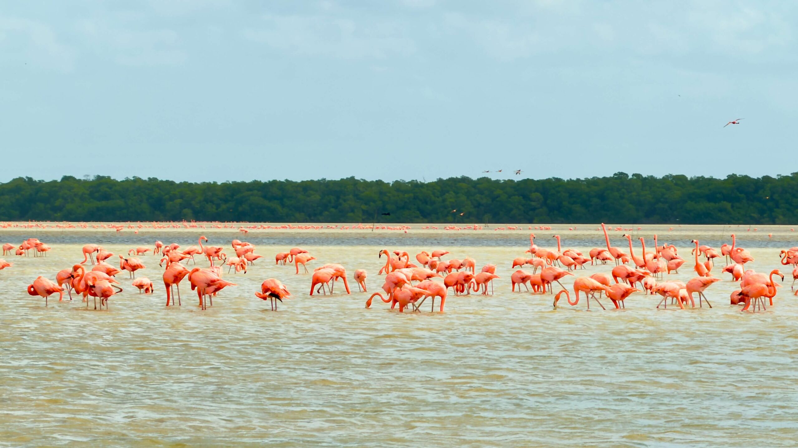 Celestun private tour flamingos beach from Merida