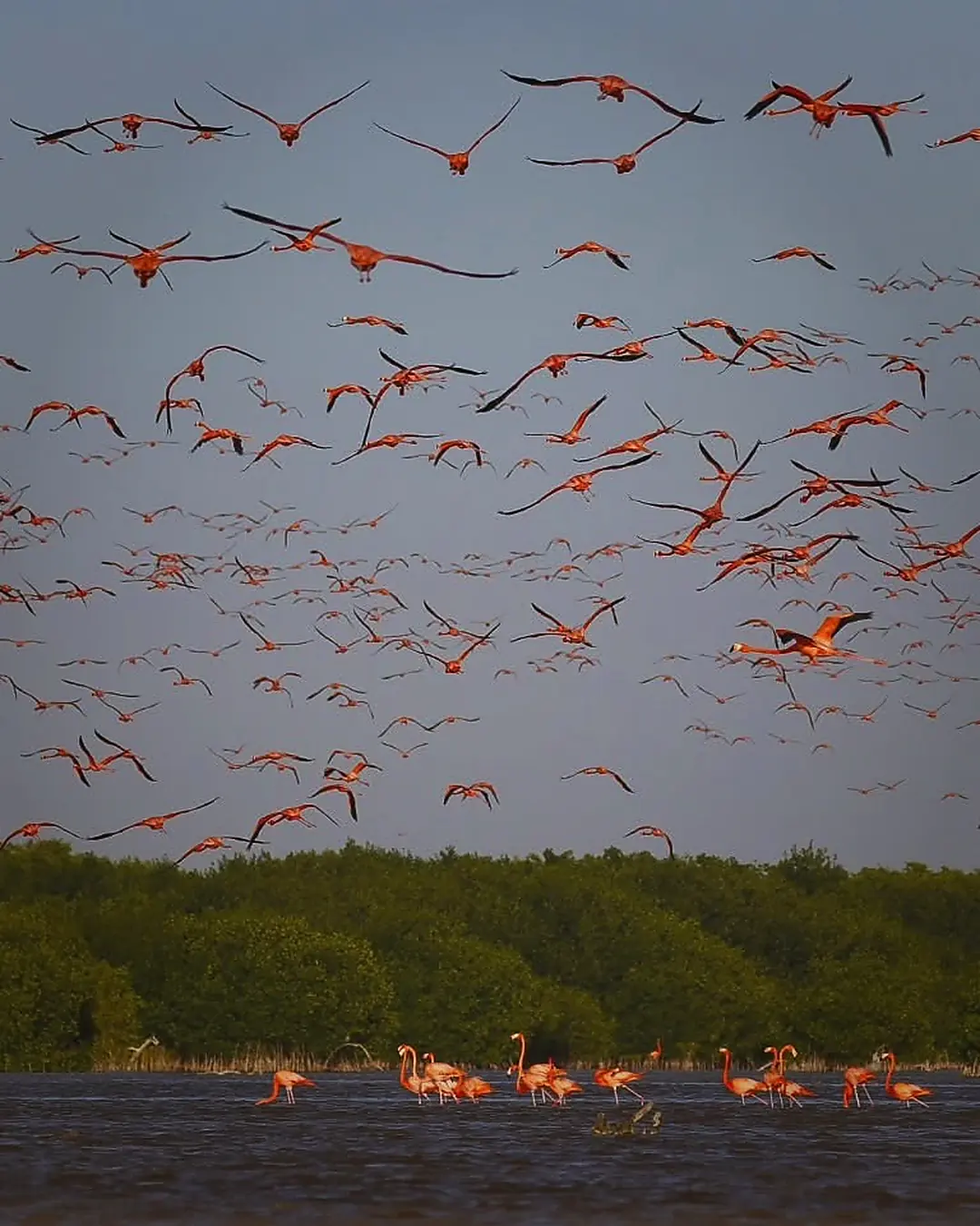 Celestun flamingo private boat tour from Merida Yucatan